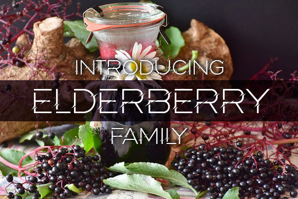 Elderberry: The Sharp, Simple Display Font for Modern Design